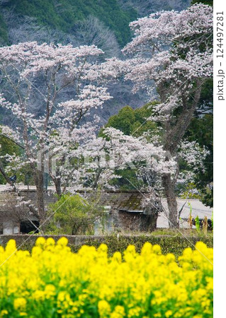 四万十川菜の花の森の菜の花と桜 124497281