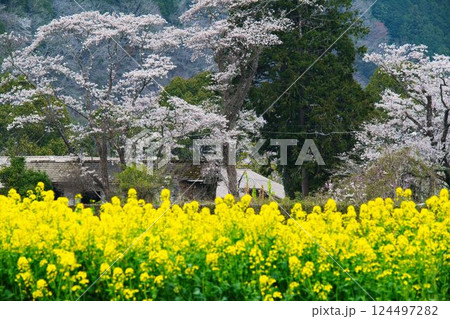 四万十川菜の花の森の菜の花と桜 124497282