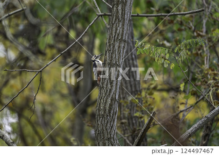 木に止まるオオアカゲラ 124497467
