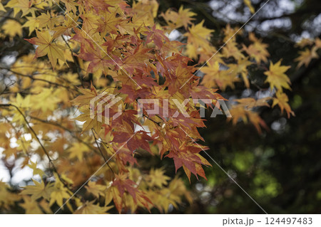 庭園の紅葉 庭園の紅葉 124497483