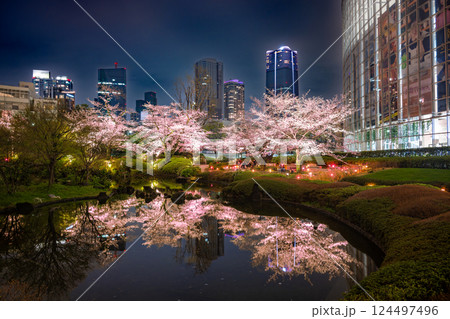 六本木　毛利庭園の桜のライトアップ 124497496