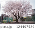 フィルムカメラで撮った公園の満開の桜 124497529