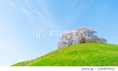 丸墓山古墳の桜（さきたま古墳公園） 124497652