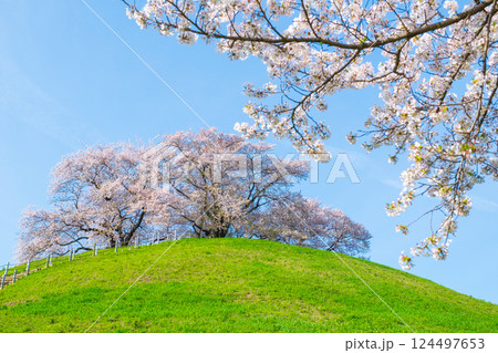 丸墓山古墳の桜（さきたま古墳公園） 124497653