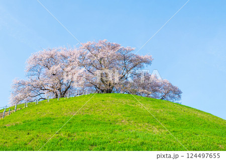 丸墓山古墳の桜（さきたま古墳公園） 124497655