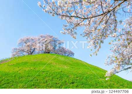 丸墓山古墳の桜(さきたま古墳公園) 丸墓山古墳の桜(さきたま古墳公園) 124497706