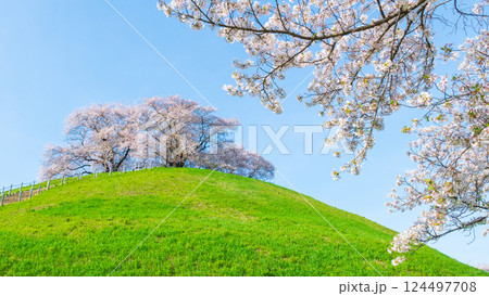 丸墓山古墳の桜（さきたま古墳公園） 124497708