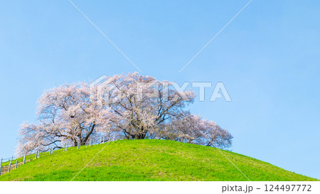 丸墓山古墳の桜(さきたま古墳公園) 丸墓山古墳の桜(さきたま古墳公園) 124497772