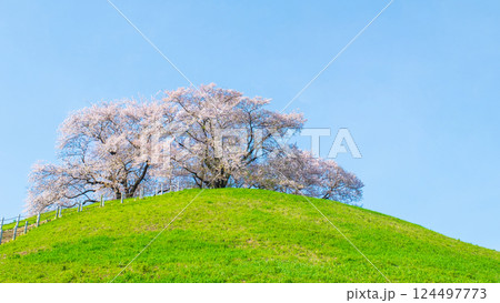 丸墓山古墳の桜（さきたま古墳公園） 124497773