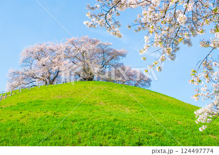 丸墓山古墳の桜（さきたま古墳公園） 124497774