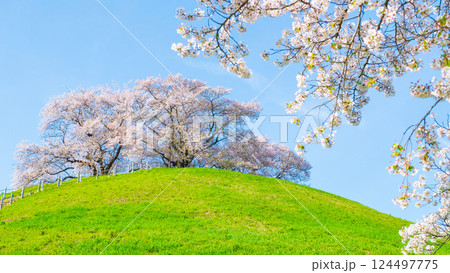 丸墓山古墳の桜（さきたま古墳公園） 124497775