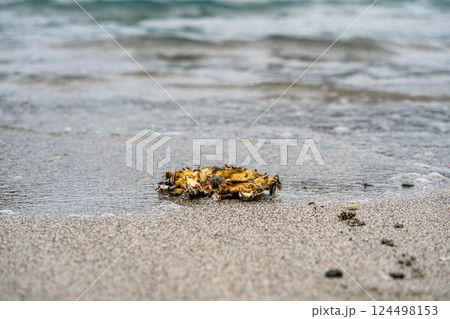 ペットボトルにつくオキナガレガニ　エボシガイ　小笠原　東京都 124498153