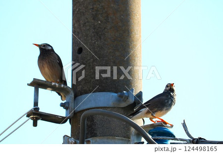 電柱に止まる仲良しなヒヨドリ　春の朝　 124498165