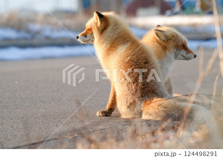二人で寄り添うキタキツネ-Two Ezo red foxes cuddling together- 124498291