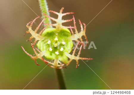 コチャルメルソウの花 124498408