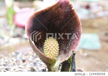 ザゼンソウ 124498508