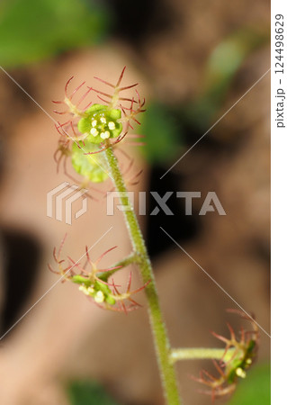 コチャルメルソウの花 124498629