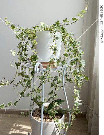 English ivy variegated and Sansevieria silver blue n the white flower pot 124498630