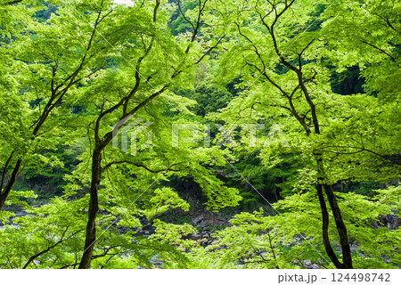 香嵐渓の新緑《愛知県豊田市足助町》 香嵐渓の新緑《愛知県豊田市足助町》 124498742