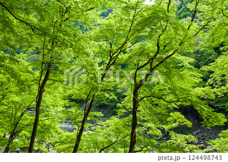 香嵐渓の新緑《愛知県豊田市足助町》 124498743