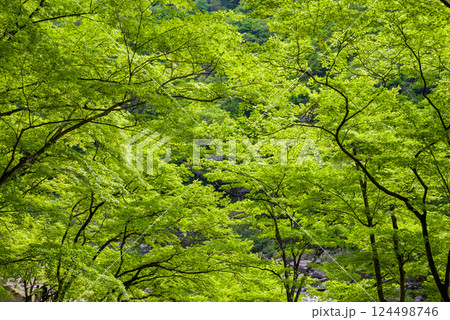 香嵐渓の新緑《愛知県豊田市足助町》 香嵐渓の新緑《愛知県豊田市足助町》 124498746