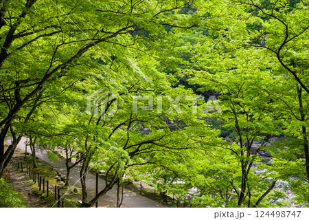香嵐渓の新緑《愛知県豊田市足助町》 124498747