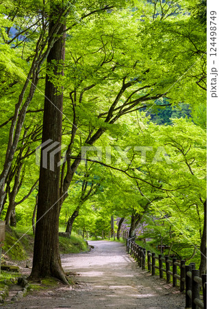 香嵐渓の新緑《愛知県豊田市足助町》 124498749