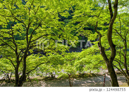 香嵐渓の新緑《愛知県豊田市足助町》 香嵐渓の新緑《愛知県豊田市足助町》 124498755