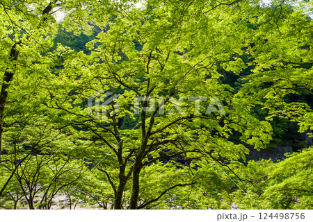 香嵐渓の新緑《愛知県豊田市足助町》 124498756