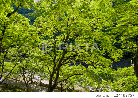 香嵐渓の新緑《愛知県豊田市足助町》 香嵐渓の新緑《愛知県豊田市足助町》 124498757