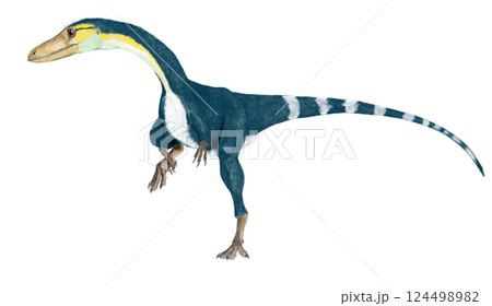コエロフィシス・バウㇼ初期の恐竜として有名な小型細身の肉食恐竜 コエロフィシス・バウㇼ初期の恐竜として有名な小型細身の肉食恐竜 124498982