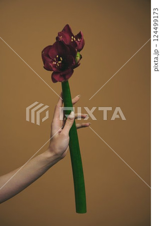 Elegant hand holding a red flower against a neutral background Elegant hand holding a red flower against a neutral background 124499173