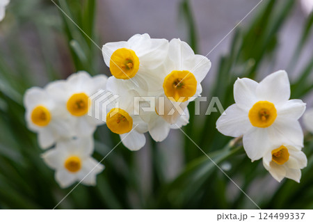 冬の花壇に咲くフサザキスイセンの白い花 124499337