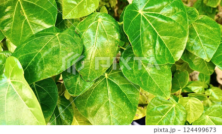 沖縄県竹富島のハスノハギリ 124499673