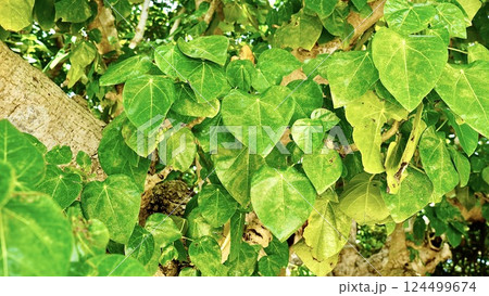 沖縄県竹富島のハスノハギリ 124499674