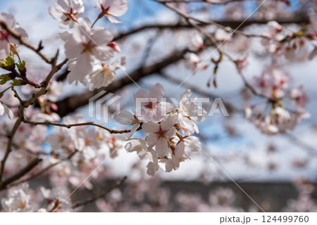 花のみち 花のみち 124499760