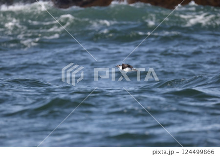 ケイマフリ ケイマフリ 124499866