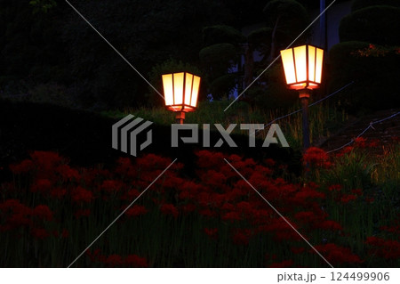 岩手県北上市 満開の彼岸花群生地 岩手県北上市 満開の彼岸花群生地 124499906