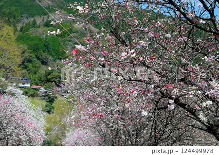仁淀川に咲く花桃 仁淀川に咲く花桃 124499978