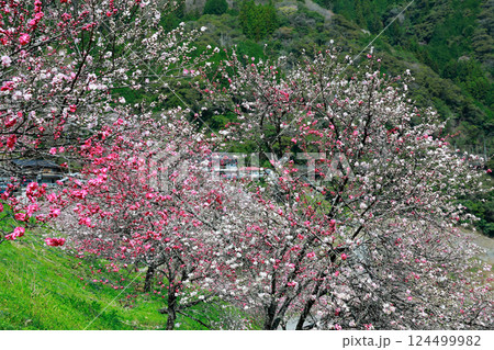 仁淀川に咲く花桃 仁淀川に咲く花桃 124499982