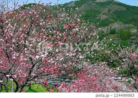仁淀川に咲く花桃 仁淀川に咲く花桃 124499983
