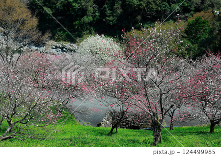 仁淀川に咲く花桃 124499985