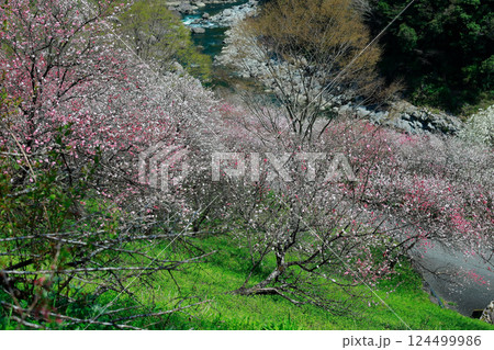 仁淀川に咲く花桃 仁淀川に咲く花桃 124499986