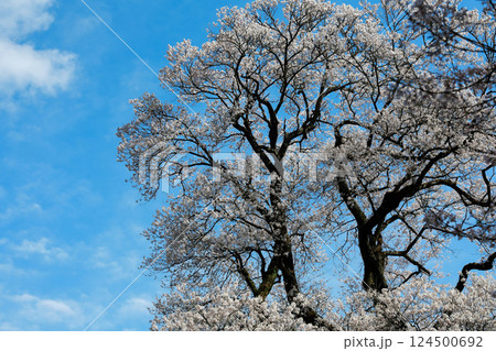 ひょうたん桜 124500692