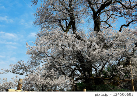 ひょうたん桜 124500693