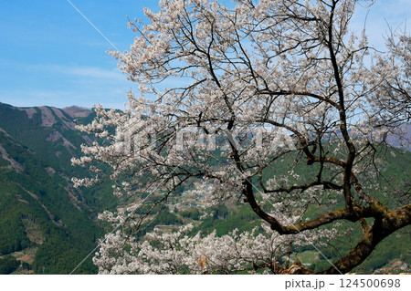 ひょうたん桜 124500698