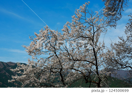 ひょうたん桜 124500699