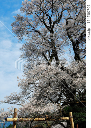 ひょうたん桜 124500701