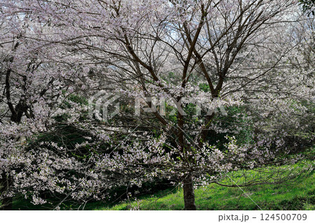ひょうたん桜 124500709