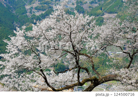 ひょうたん桜 124500716